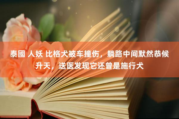 泰國 人妖 比格犬被车撞伤，躺路中间默然恭候升天，送医发现它还曾是施行犬